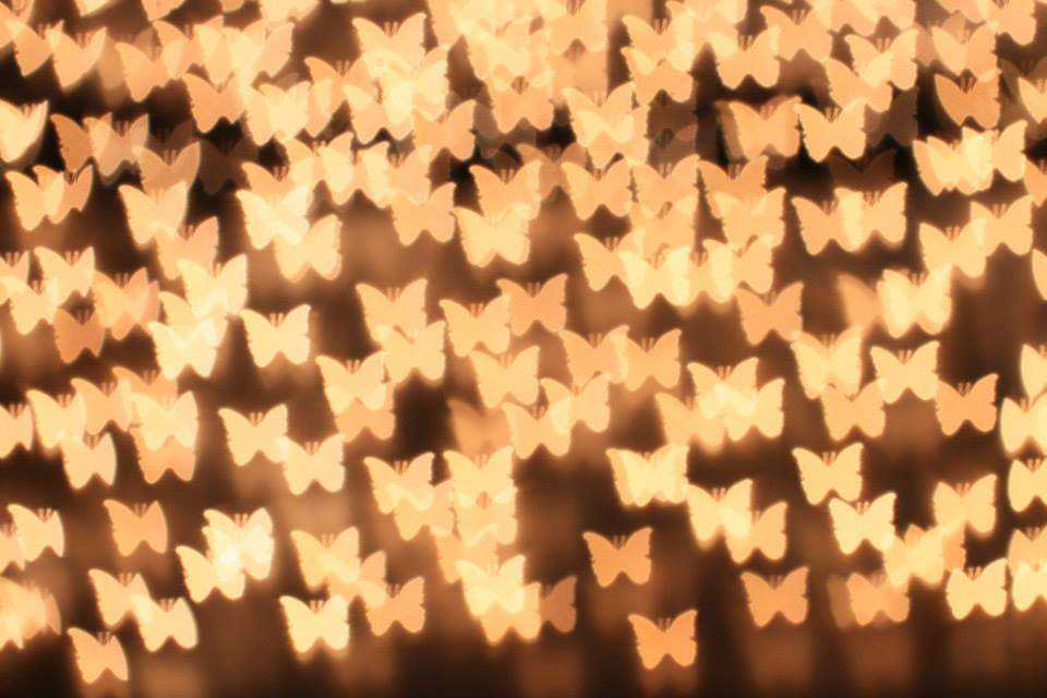 Schmetterling Bokeh.jpg