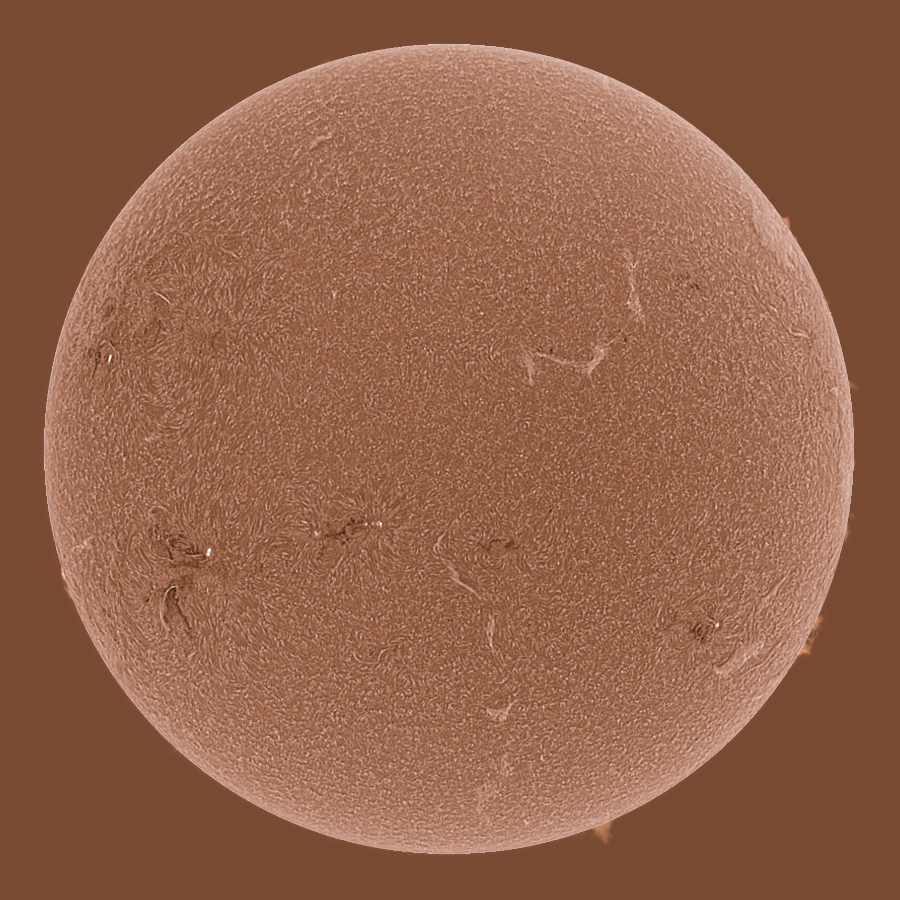 Sonne in H-Alpha am 16.06.2023 (invertiert)