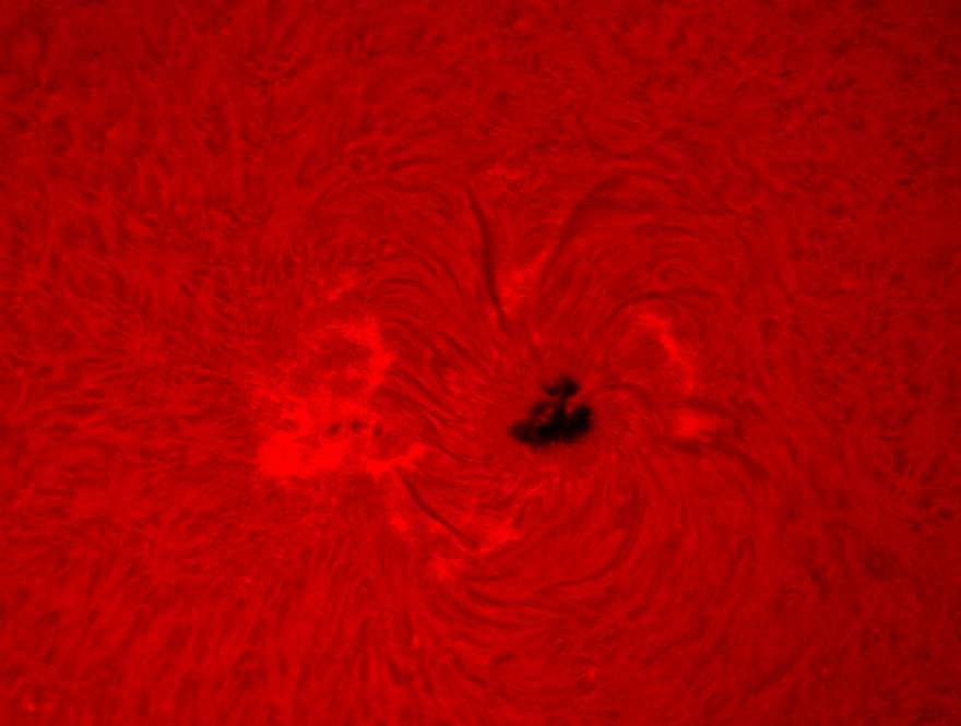 Sonnenfleck 12529 im H-Alpha-Licht (12.04.)