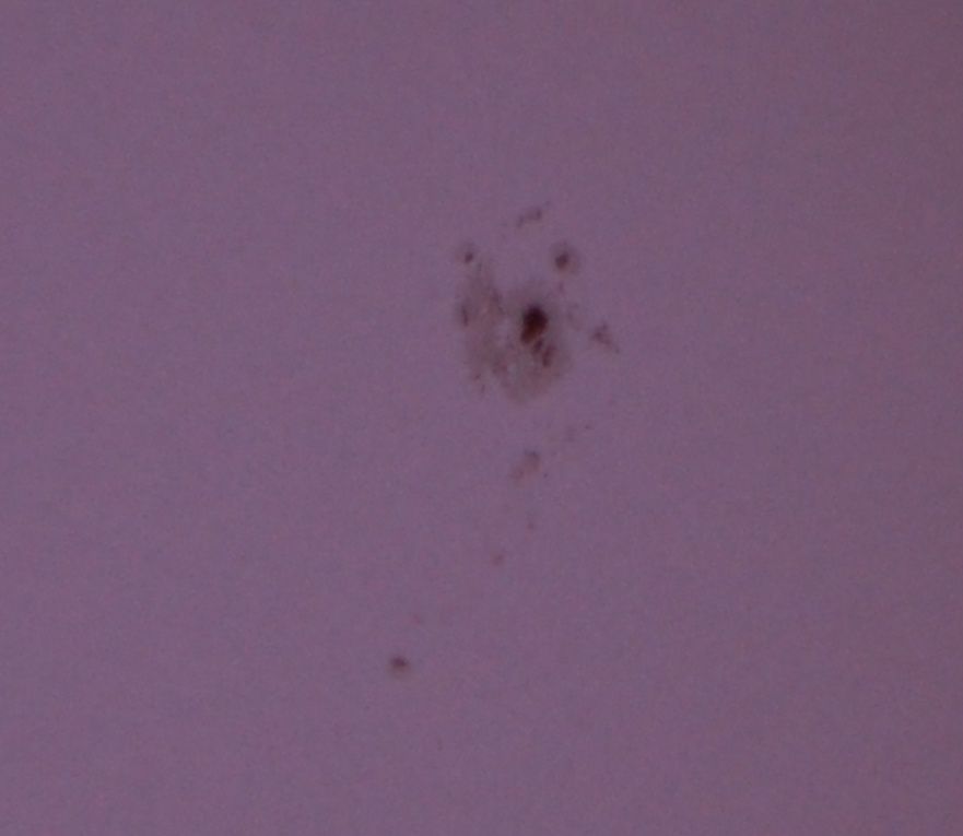 Sonnenfleck_12.5.12.jpg