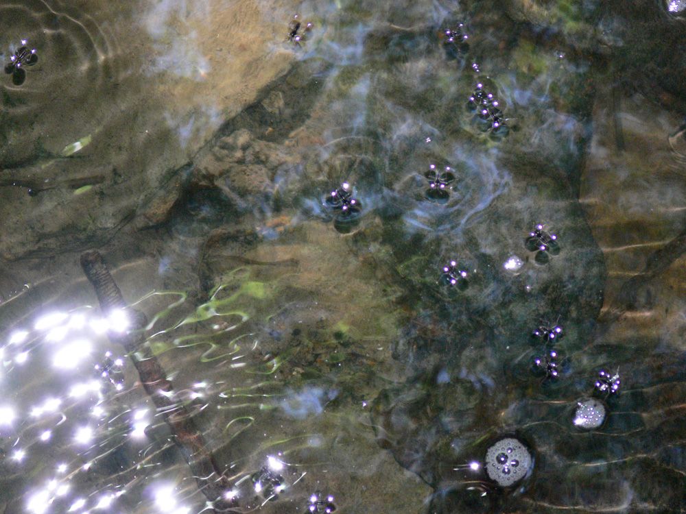 viele wasserlaeufer.jpg