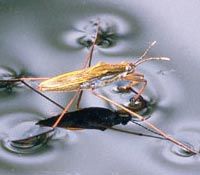 wasserlaeufer.jpg